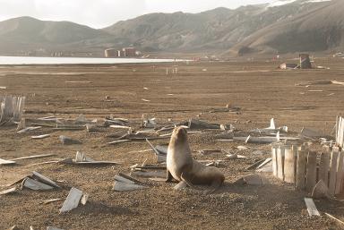 Antarctic fur seal, Deception Island, South Shetland Islands