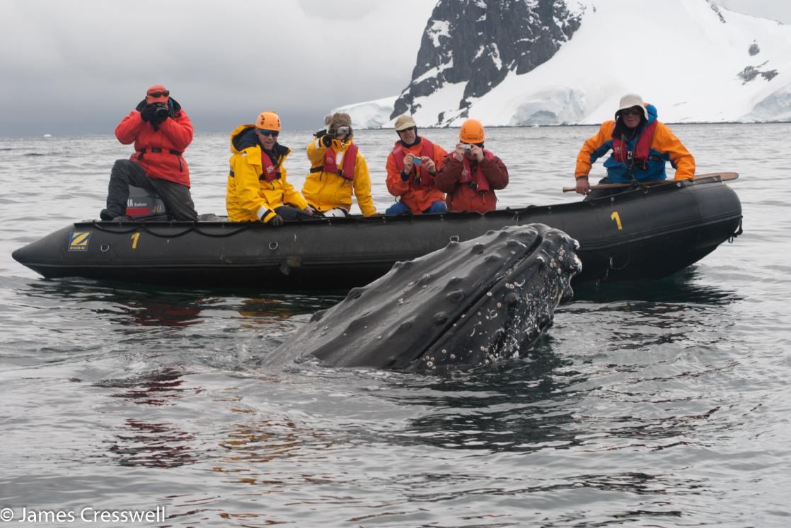 A photograph of a humpback whale almost touching a zodiac boat taken on a GeoWorld Travel Antarctic expedition cruise