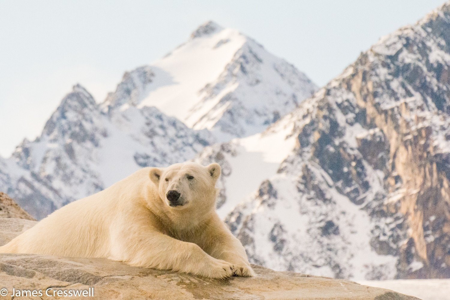 A photograph of a polar bear in Svalbard, taken on a PolarWorld Travel placed cruise