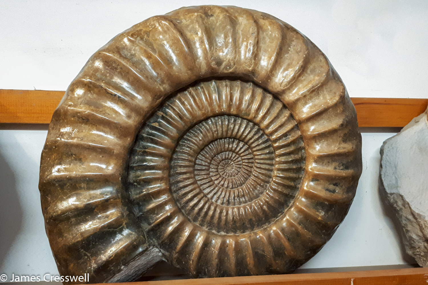 A photograph of an ammonite fossil in Lyme Regis, taken on a GeoWorld Travel England and Wales  geology trip, tour and holiday