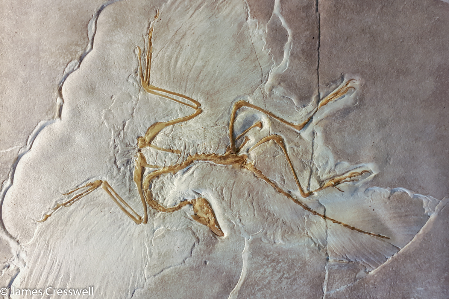 A photography of a fossil bird, Archaeopteryx, taken on a GeoWorld Travel Germany fossil and geology trip, tour and holiday