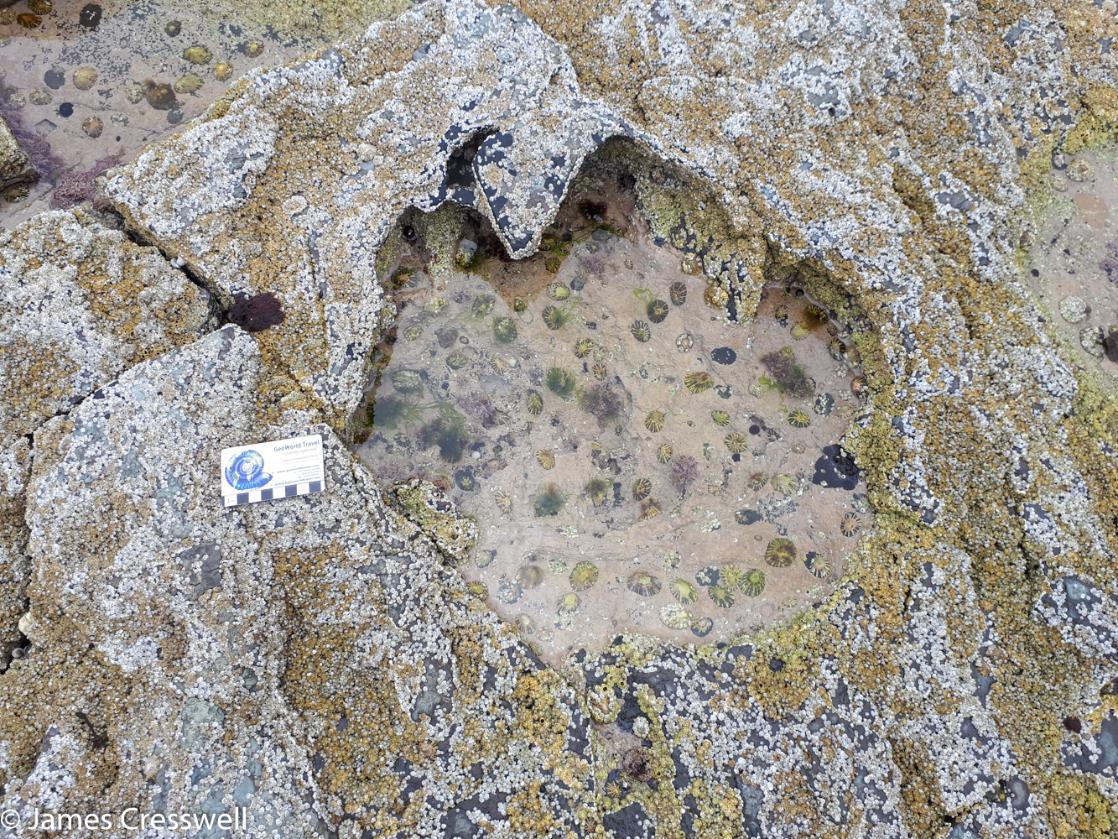 A photograph of a dinosaur footprint on the Isle of Skye, taken on a GeoWorld Travel Scotland geology trip and holiday