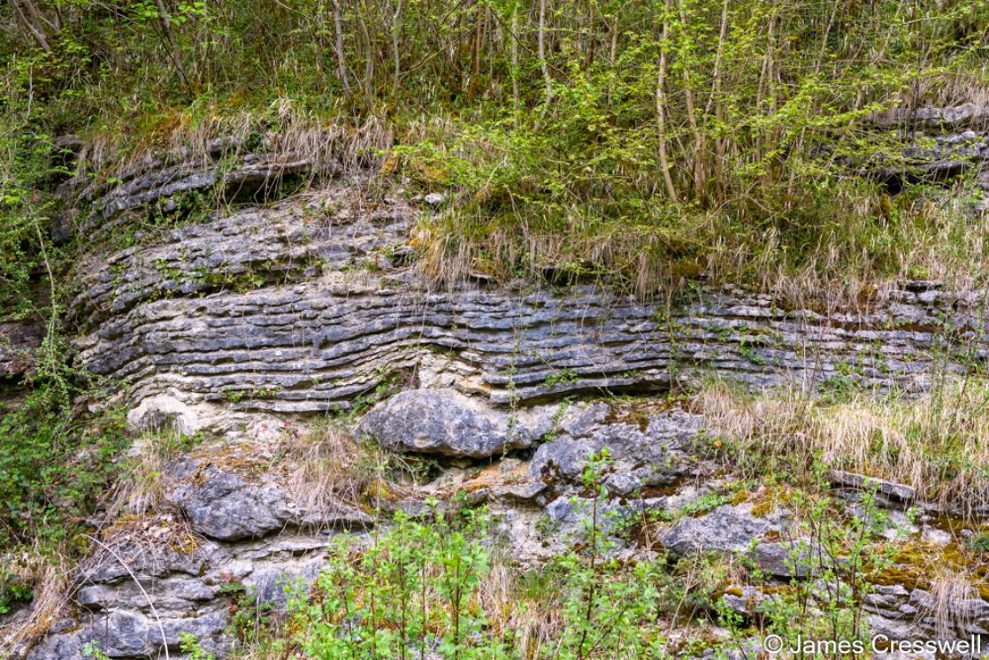 A photograph of Silurian coral reef taken at Knowle Quarry, Wenlock Edge  taken on a GeoWorld Travel geology tour and holiday of England and Wales