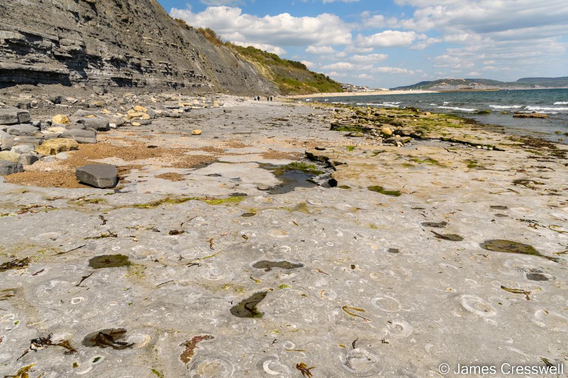 Ammonite pavement Lyme Regis on a GeoWorld Travel geology tour