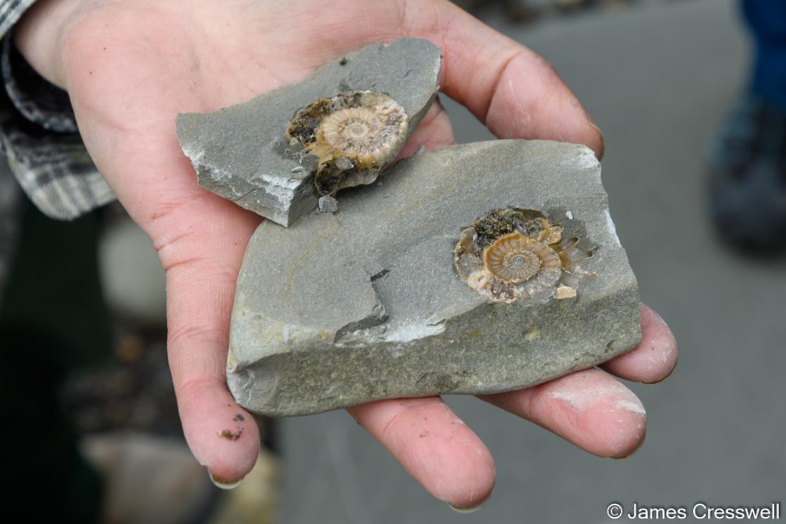 A photograph of an ammonite at Lyme Regis in the Jurassic Coast World Heritage Site  taken on a GeoWorld Travel geology tour and holiday of England and Wales