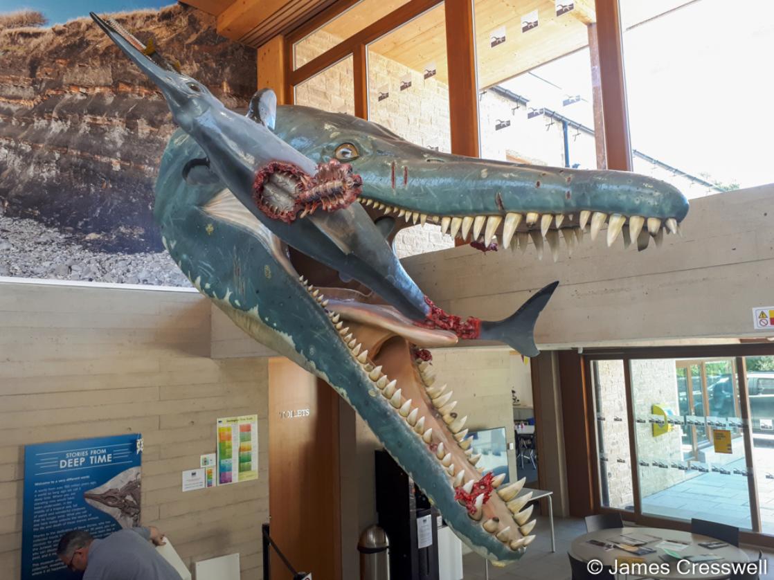 A photograph of a model of a pliosaur eating an icthyosaur, taken at the Etches Collection on the GeoWorld Travel England and Wales geology trip, tour and holiday