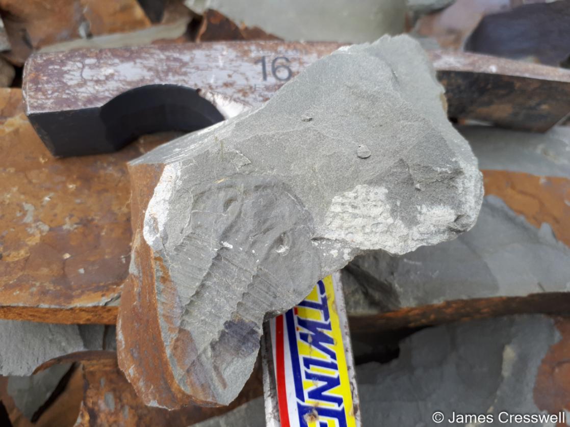 A photograph of a trilobite and geological hammer, taken at the Gilwern Hill quarry on the GeoWorld Travel England and Wales geology trip, tour and holiday