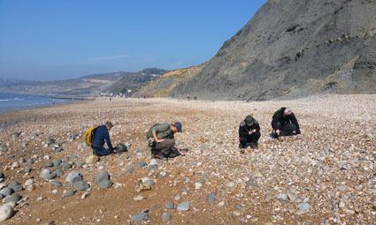 A photograph of people finding fossils at Charmouth, Lyme Regis on a GeoWorld Travel fossil trip and fossil hunting holiday