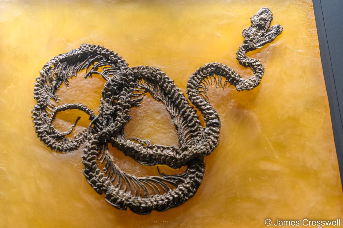 A photo of a fossil snake from the Messel Pit M
