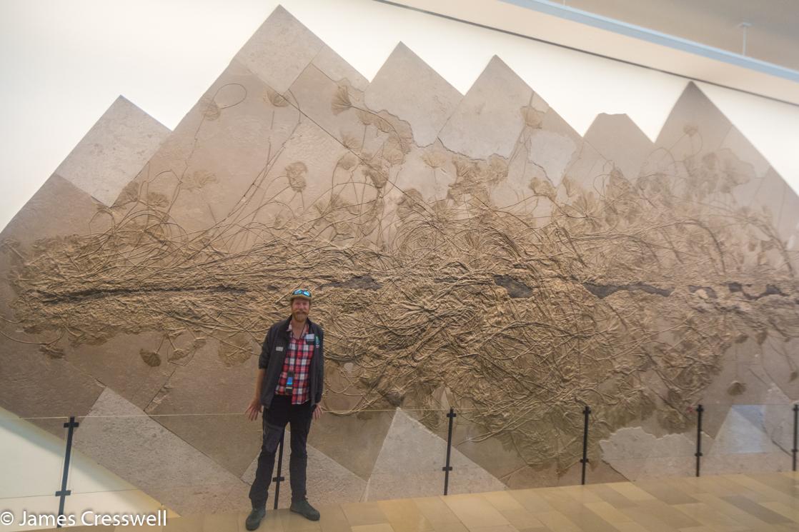 A photograph James Cresswell in the Hauff Museum, with a huge fossil tree trunk encrusted with crinoids, taken on a GeoWorld Travel Germany geology trip, tour and holiday