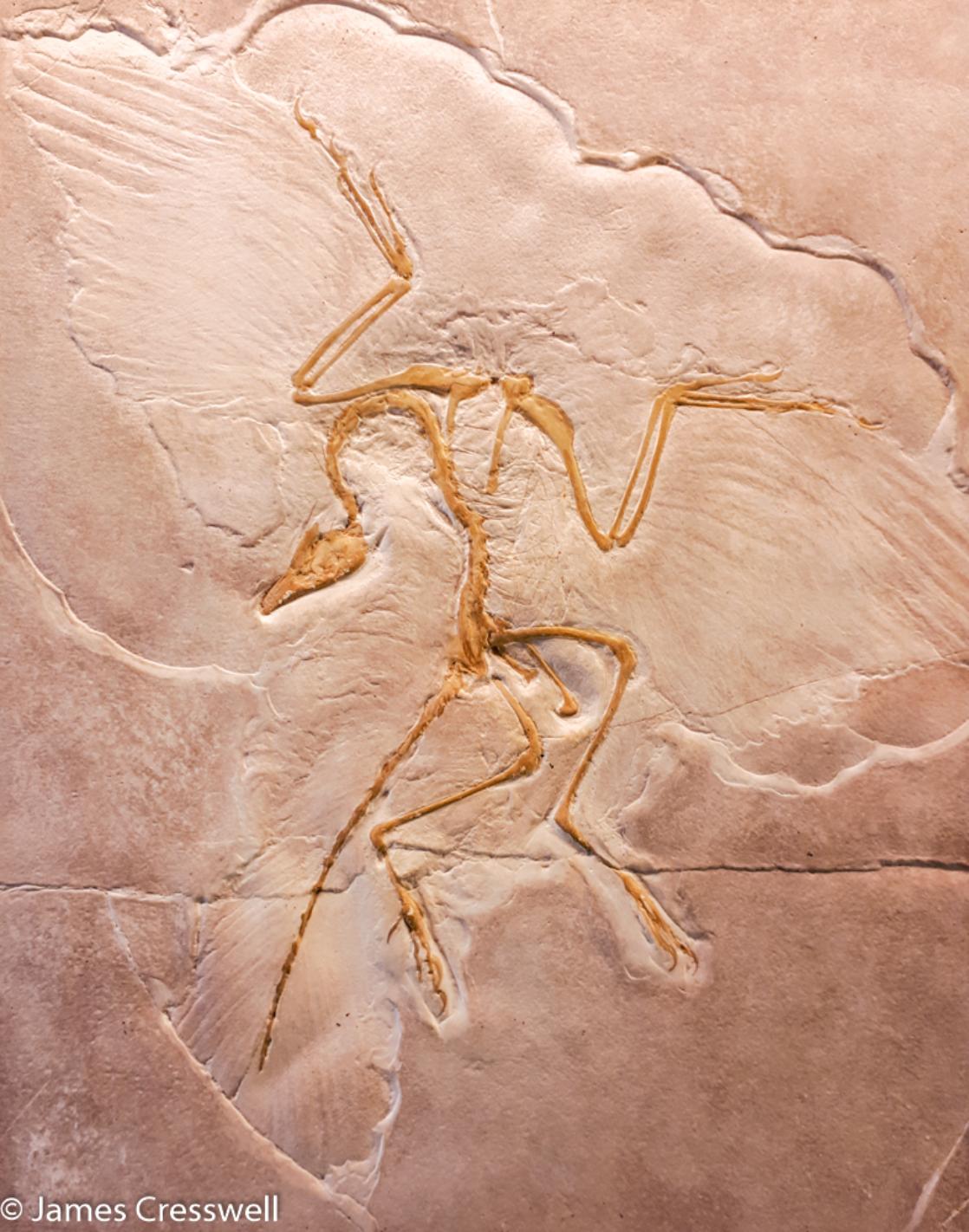 A photograph of a copy of the 'Berlin' Archaeopteryx Specimen in the Berger Museum, taken on a GeoWorld Travel Germany geology trip, tour and holiday