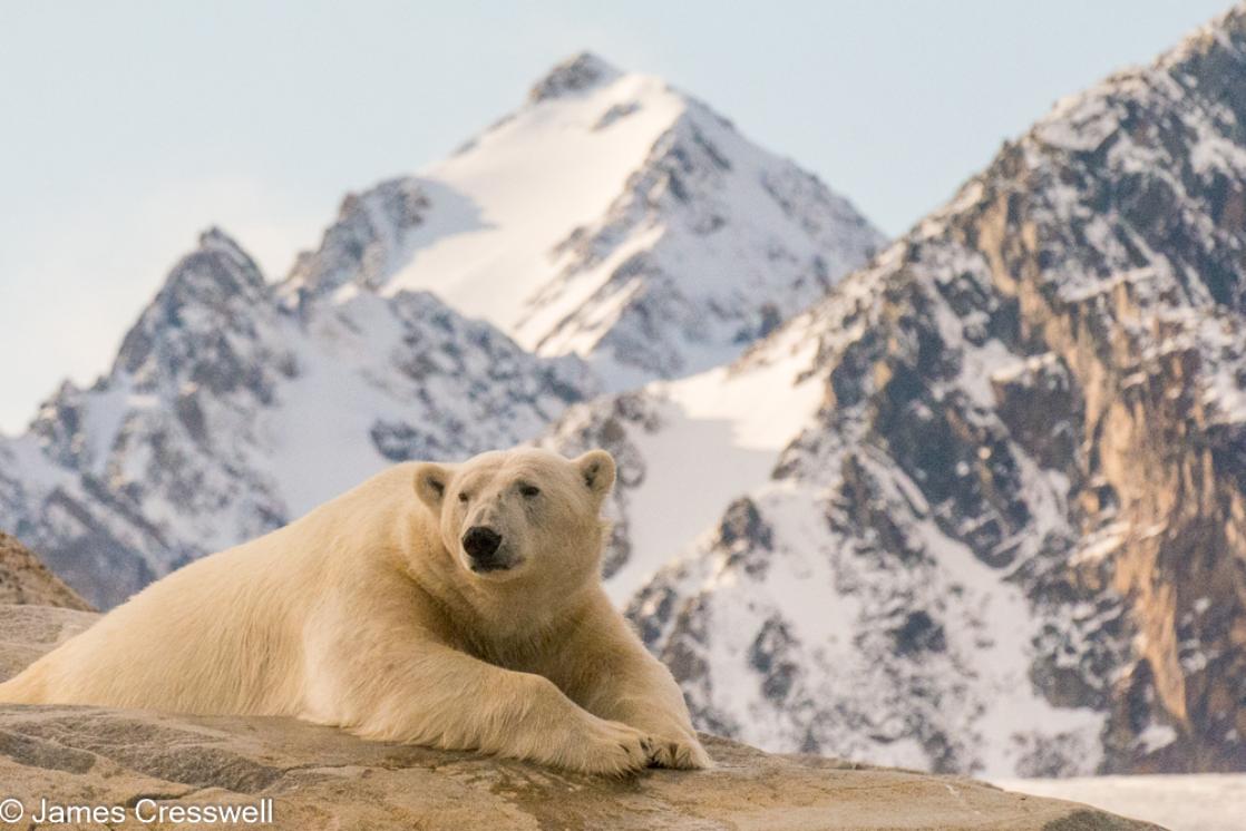 A photograph of a polar bear resting on rock with a snowy pointed mountain peak behind, taken in Spitsbergen, Svalbard on a PolarWorld Travel polar expedition cruise