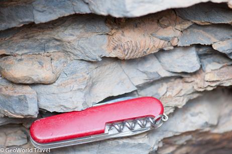 Flexicalymene trilobites in-situ in the Lower Ktaoua Formation of the Ordovician (Katian), on Jbel Tiskaouine mountain. Morocco fossil geology holiday.