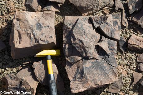Giant cold water Ordovician (late Tremadocian) trilobites in the Draa Valley. Morocco fossil holiday. Fezouta shale