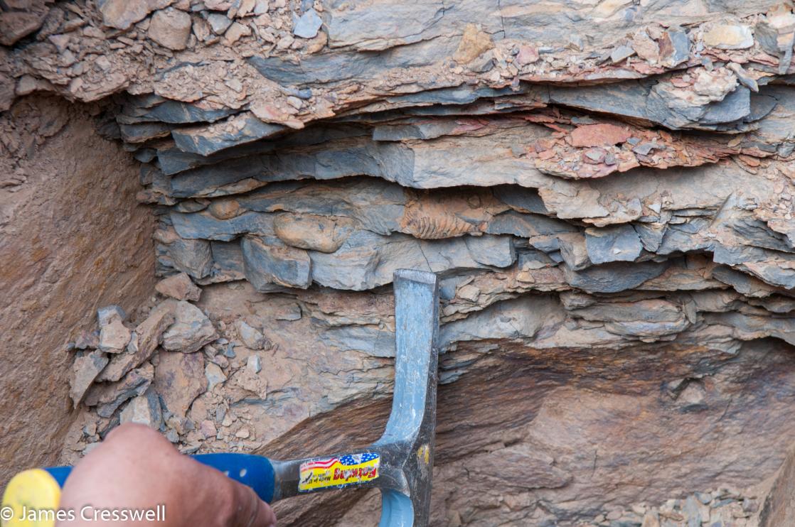 A photograph of a hammer pointing to a fossil trilobite embedded in rock, taken on a GeoWorld Travel fossil geology trip, tour and holiday