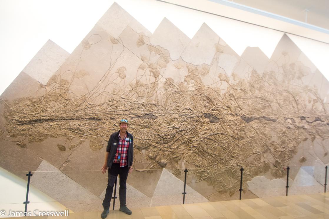 A photograph of James Cresswell standing in front of a fossil log encrusted with cinoids in the Hauff Museum, taken of a GeoWorld Travel geology and museum, trip, tour and holiday