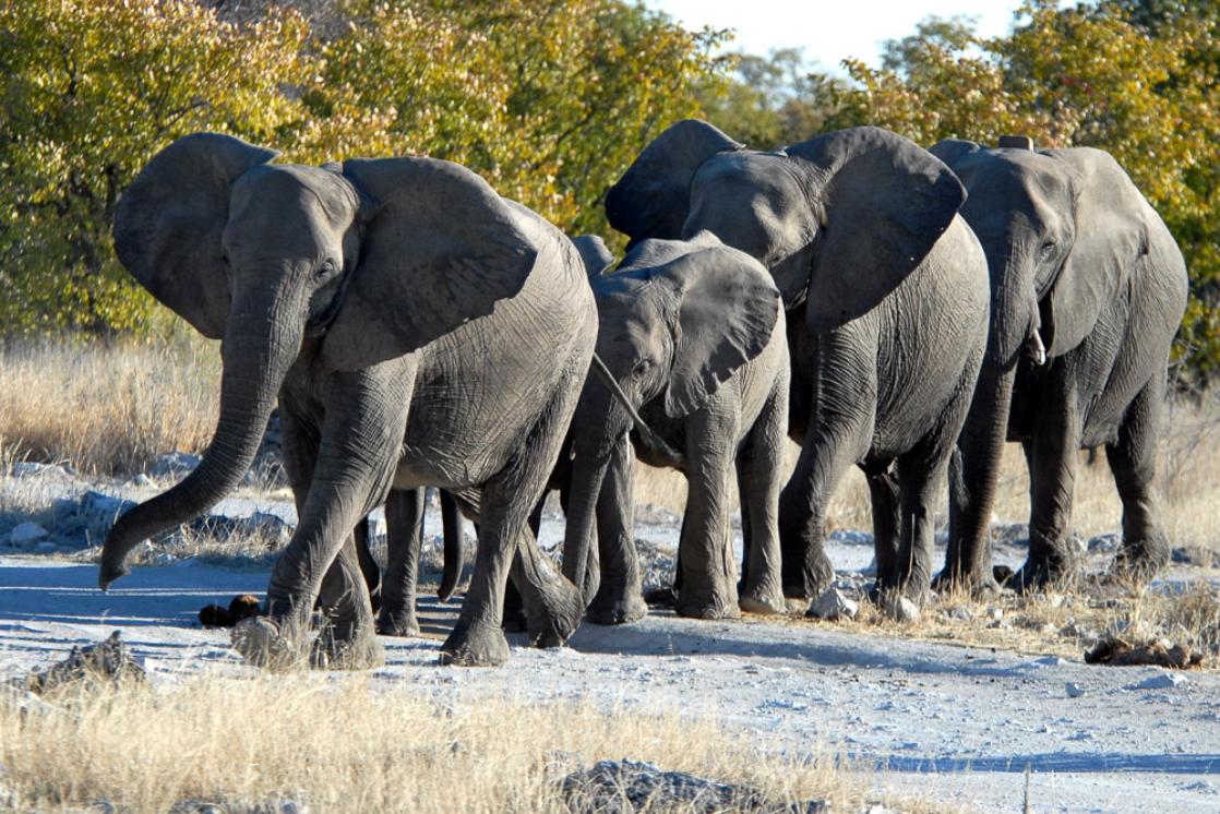 A photograph of elephants