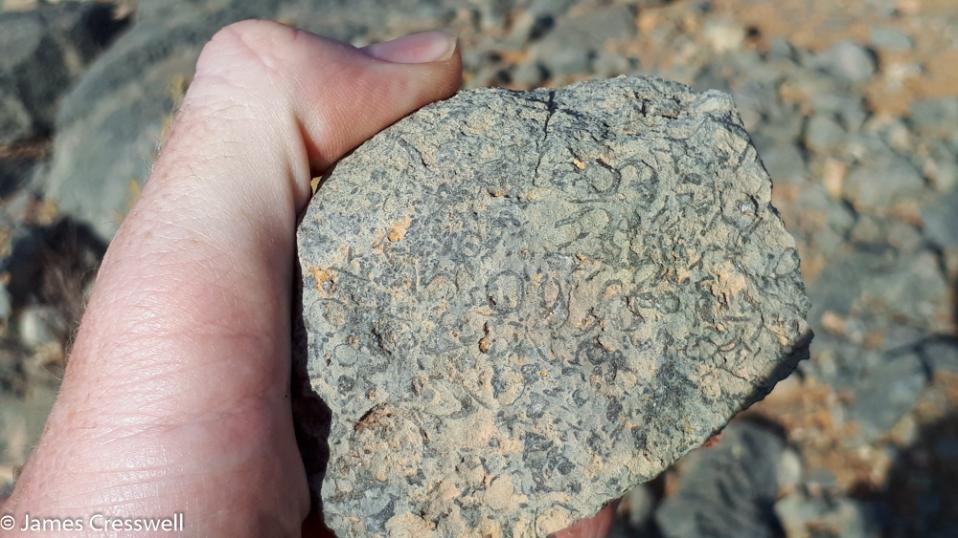 A photograph of a fossil being held in a hand, it is the oldest shelly fossil in the world Namacalathus, taken on a GeoWorld Travel Namibia geology trip, tour and holiday