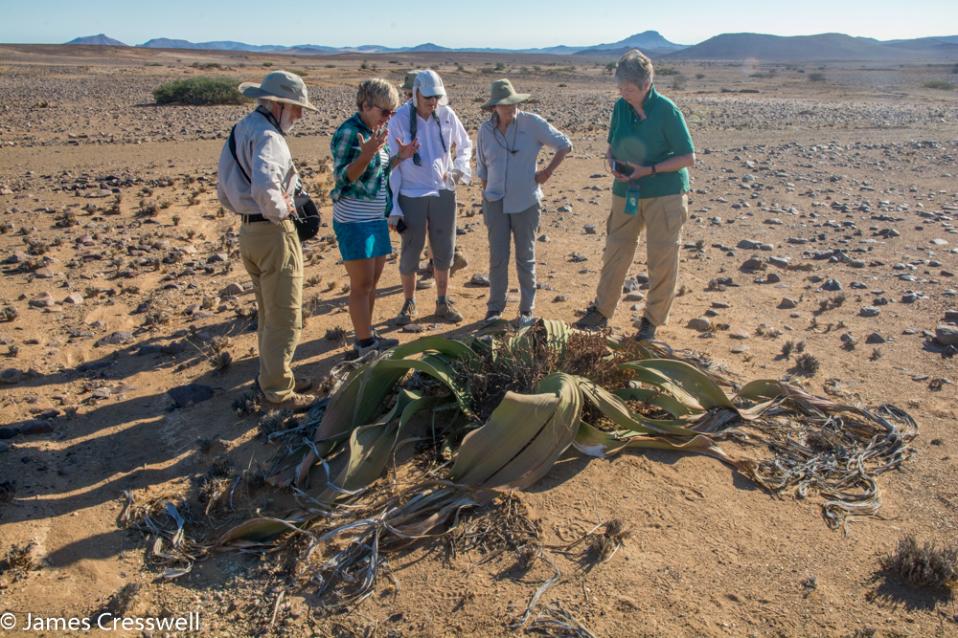 A photograph of five people standing next to a Welwitschia the national plant of Namibia, taken on a GeoWorld Travel Namibia geology trip, tour and holiday