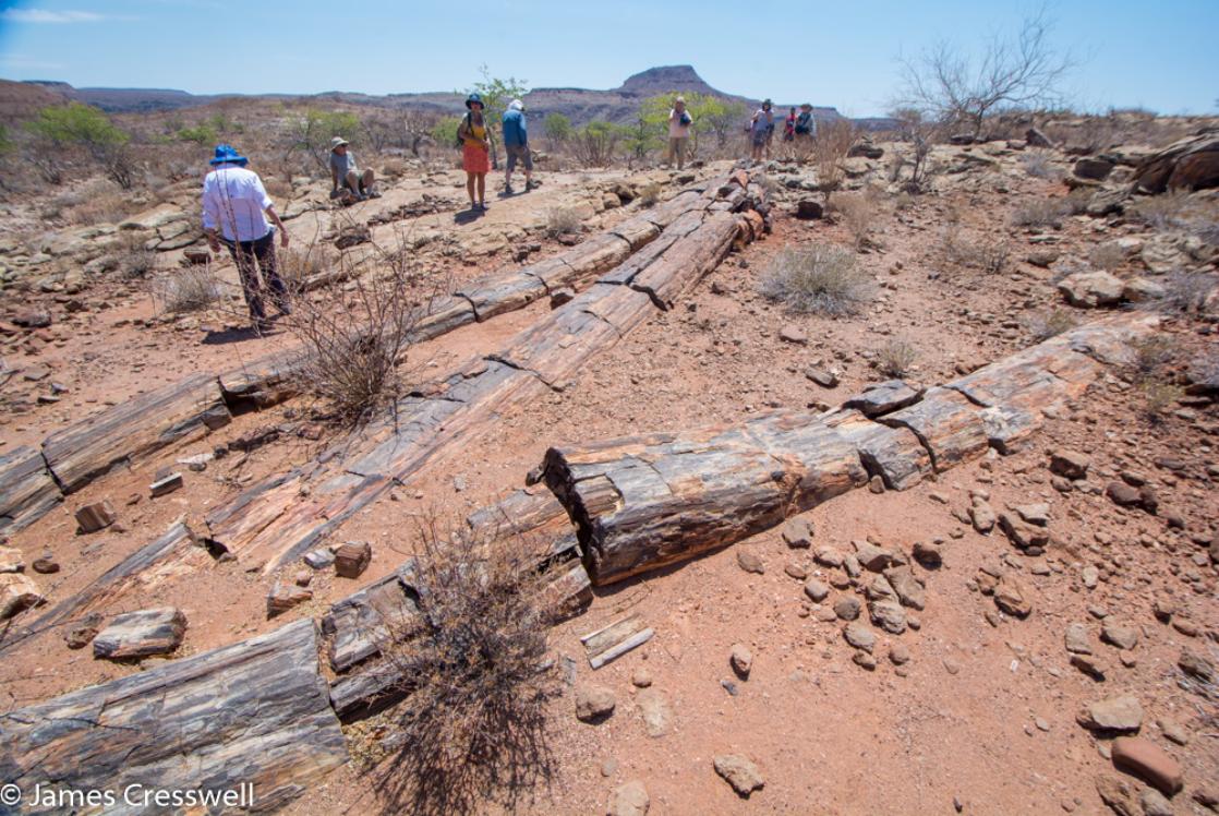 People in a desert with fossilised tree trunks in the foreground