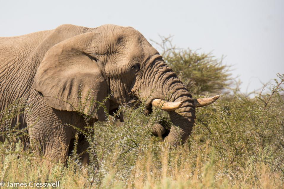 A photograph of an African Elephant in Etosha National Park, taken on a GeoWorld Travel Namibia geology trip, tour and holiday
