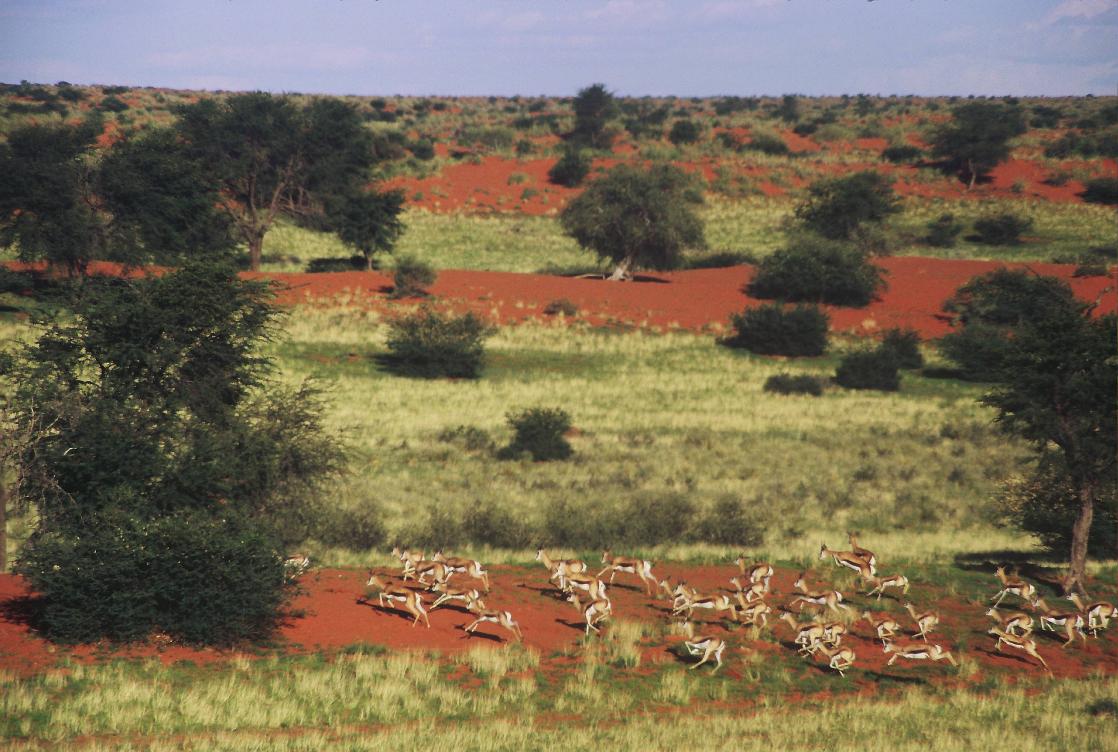 The Kalahari landscape with springbok passing through