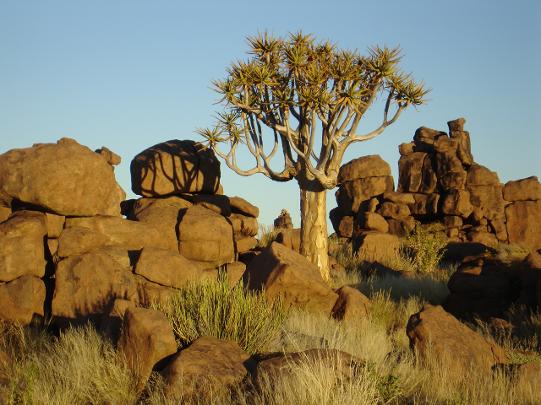 A quiver tree and some rocks