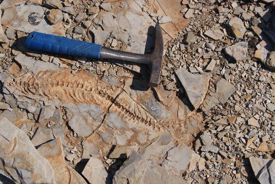 A photograph of a hammer next to fossil