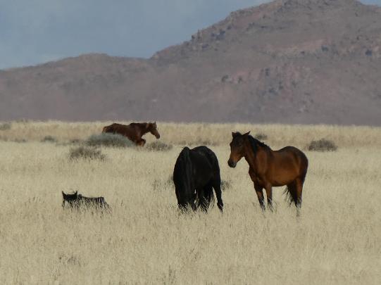 Wild horses