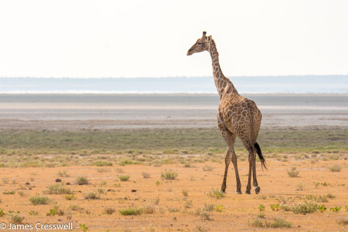 A photograph of a giraffe in Etosha National Park, taken on a GeoWorld Travel geology trip, tour and holiday