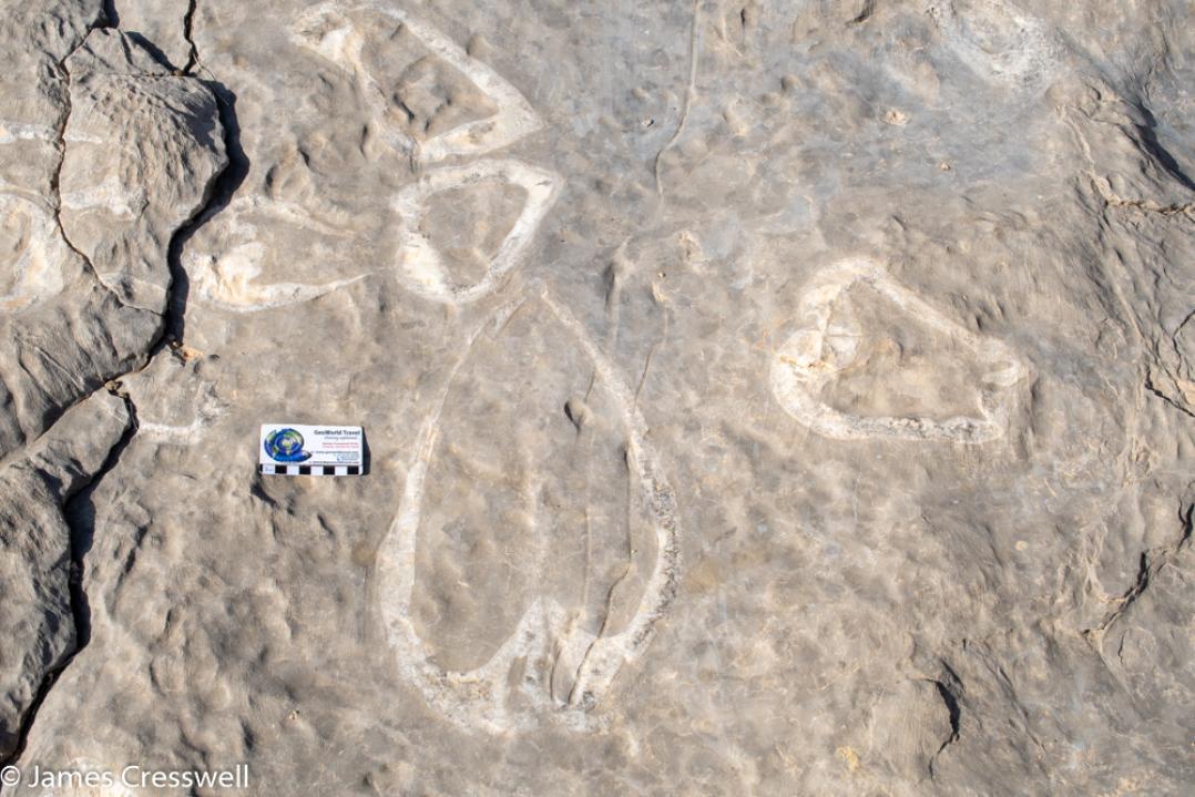 A photograph of giant Triassic aged fossil bivalves. These Megalodontidae bivalves, taken on a GeoWorld Travel Oman geology trip, tour and holiday.