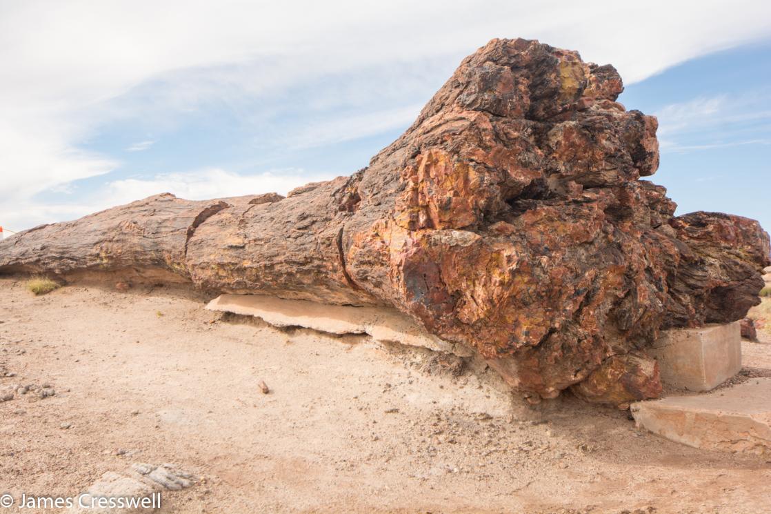 A photograph of a fossilized tree trunk, Old Faithful in Petrified Forest National Park, taken on a GeoWorld Travel USA geology trip, tour and holiday