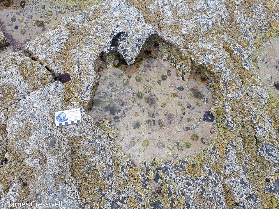 A mid Jurassic sauropod dinosaur footprint on the Isle of Skye
