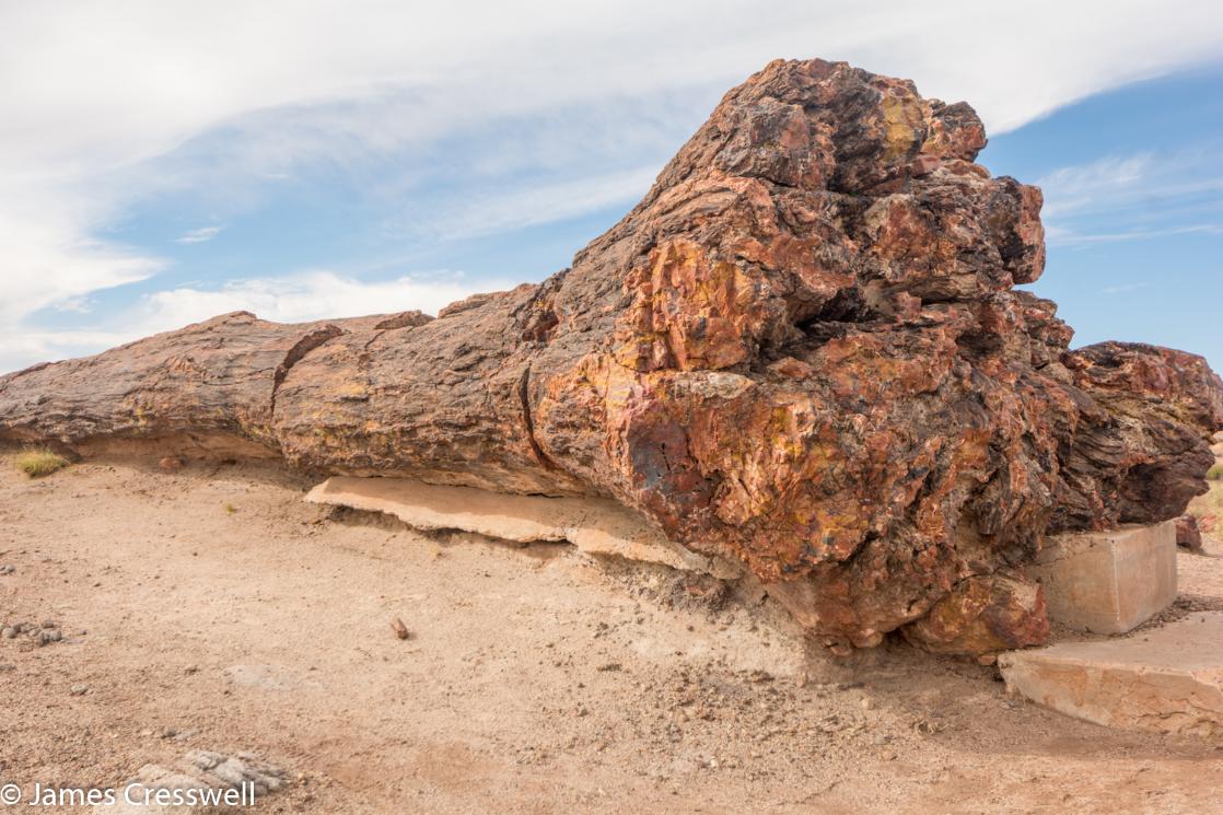 A photograph of Old Faithful fossil tree trunk, in Petrified Forest National Park, taken on a GeoWorld Travel USA geology trip, tour and holiday
