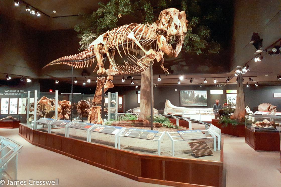 A photograph of a Tyrannosaurus rex dinsoaur in the Museum of the Rockies, taken on a GeoWorld Travel USA geology trip, tour and holiday 
