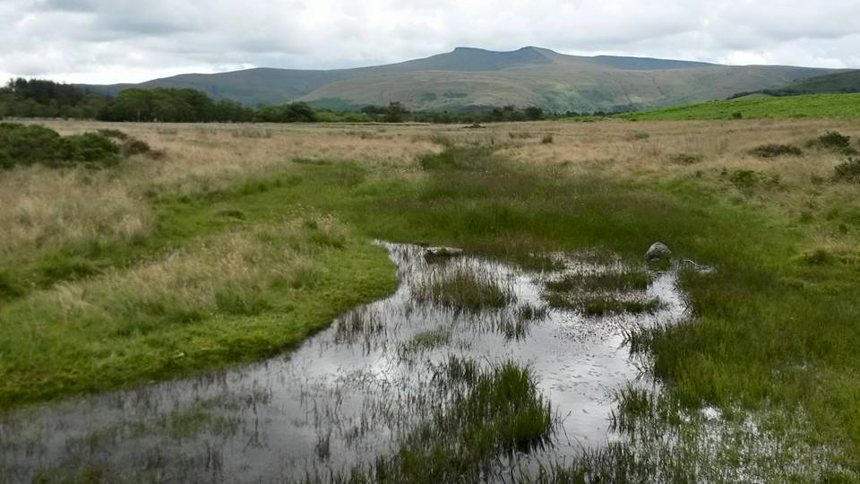 Treath Mawr bog, GeoWorld Travel geology field trip