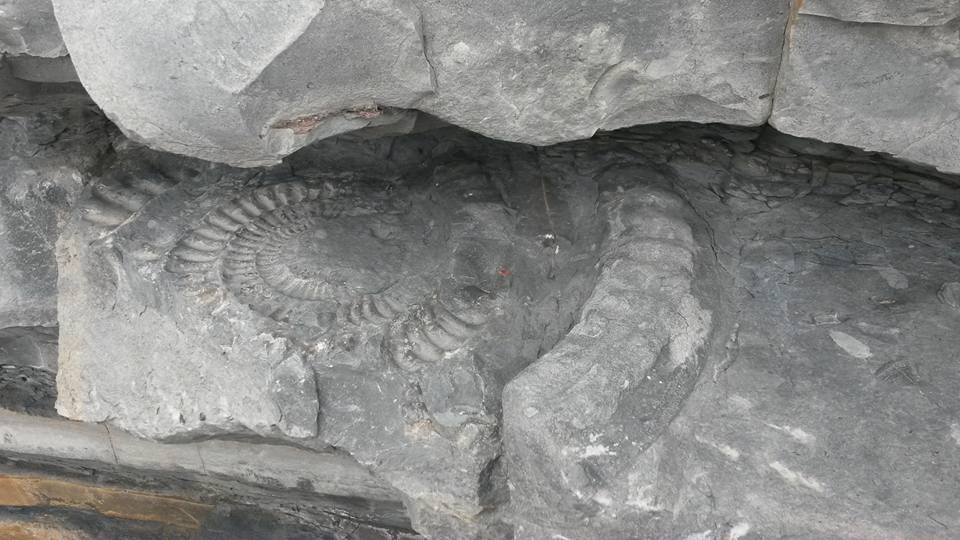 An ammonite in Dunraven Bay, GeoWorld Travel geology field trip