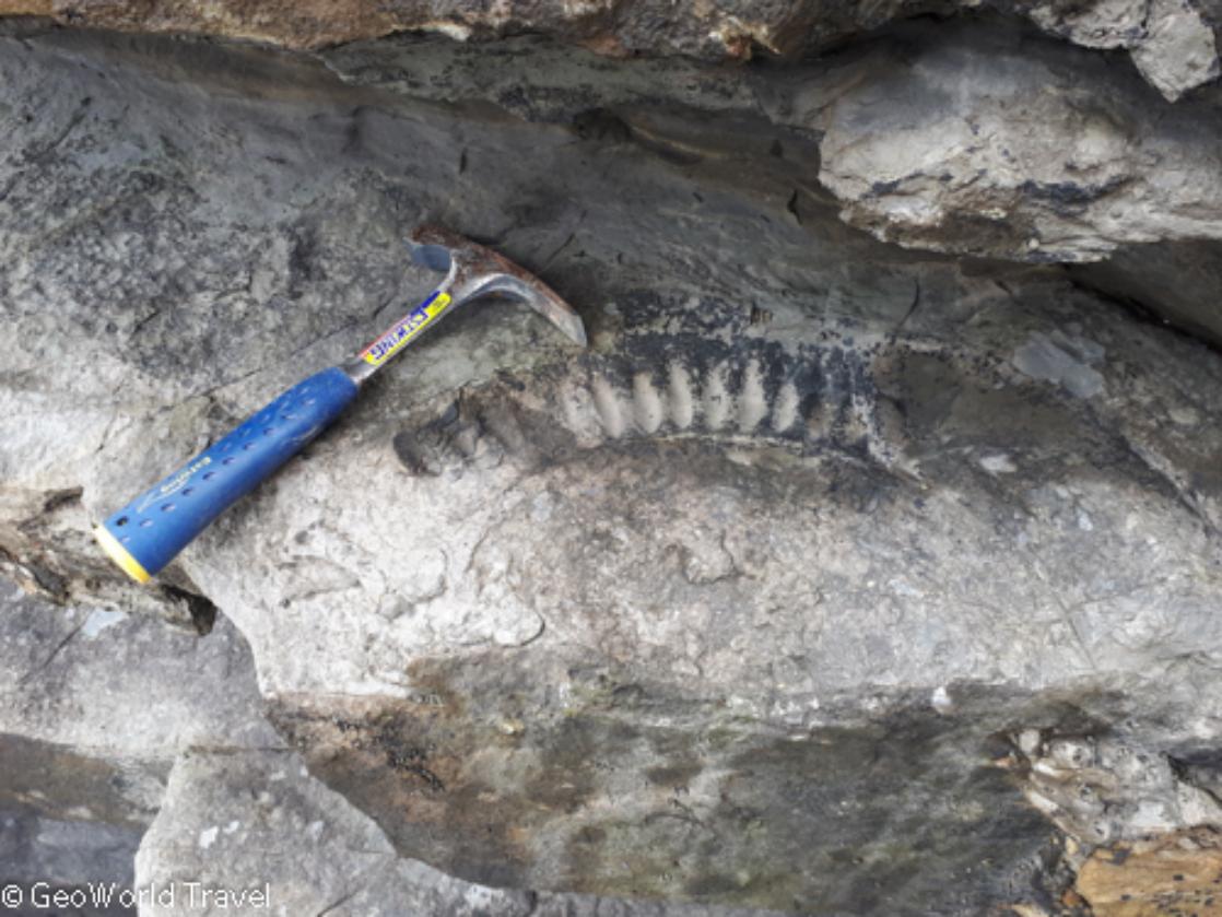 An ammonite at Nash Point, GeoWorld Travel