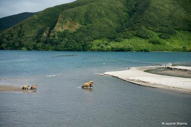 Bears, Volcanoes, Volcano, Bear