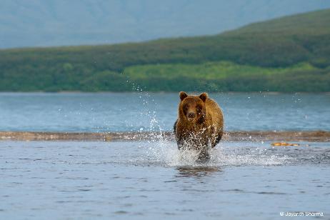 Bears, Volcanoes, Volcano, Bear
