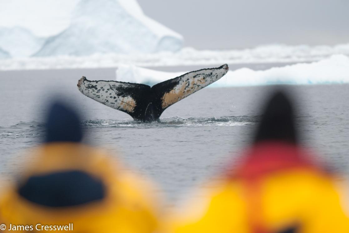 A photograph of two people viewing a whale in Antarctica, on a PolarWorld Travel placed expedition cruise