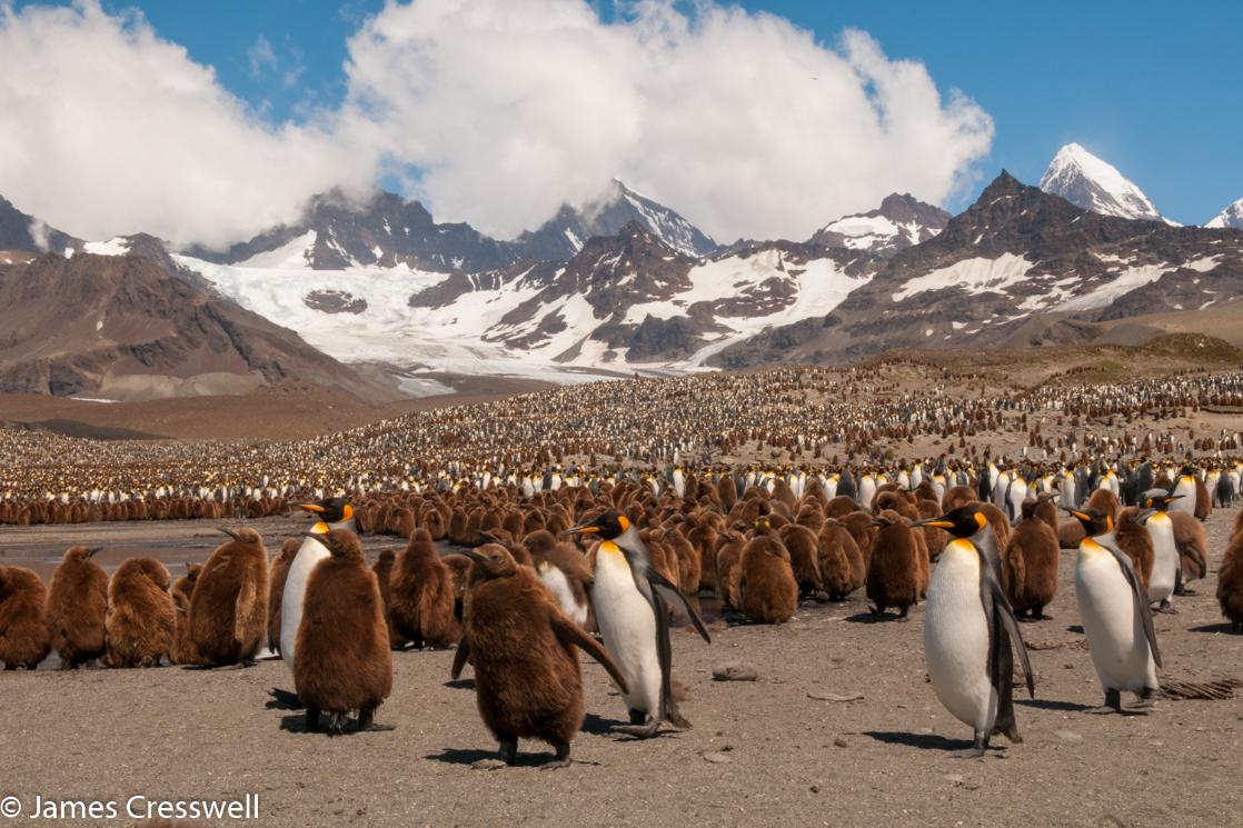 A photograph of a King Penguin colony at St Andrews Bay, South Georgia, taken on a PolarWorld Travel placed expedition cruise