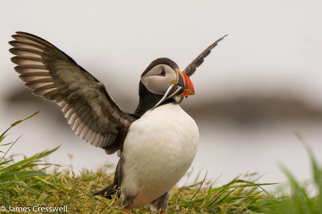 A photograph of a puffin on Lunga Island, Scotland, taken on a GeoWorld Travel wildlife and geology tour, trip and holiday