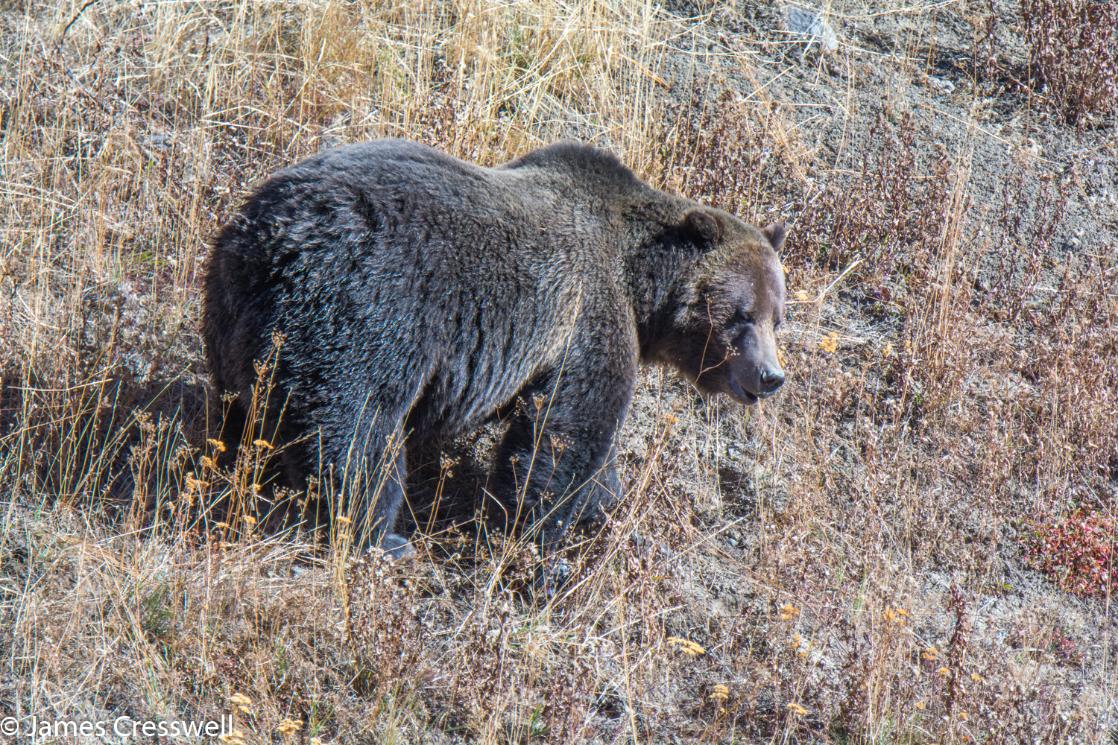 A photograph of a grizzly bear in the John D. Rockefeller Jr. Memorial Parkway, USA, taken on a GeoWorld Travel geology and wildlife trip, tour and holiday